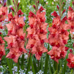 Цибулини гладіолуса Soul 